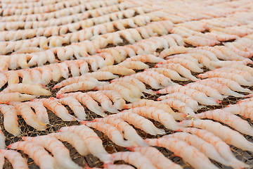 Image showing Small dried shrimp