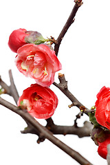 Image showing plum blossom