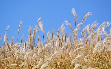 Image showing silvergrass and blue sky