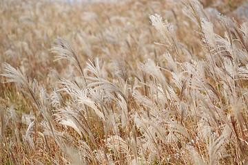 Image showing silvergrass