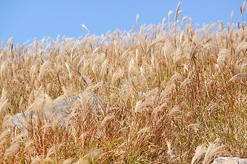 Image showing silvergrass and blue sky