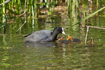 Image showing A coot is feeding
