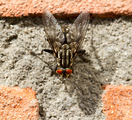 Image showing A fly on a brick wall