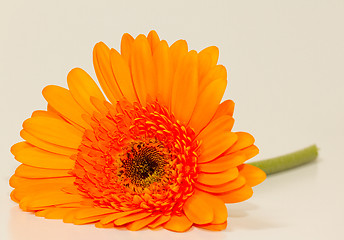 Image showing One single gerbera flower