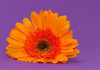 Image showing One single gerbera flower