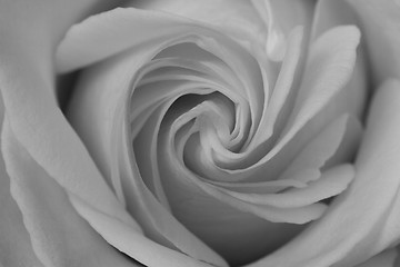 Image showing A white rose