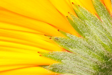 Image showing A gerbera