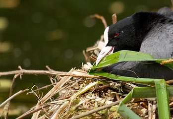 Image showing A common coot 