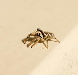 Image showing Salticus scenicus jumping spider