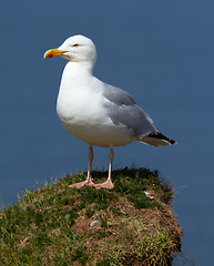 Image showing A seagull on a rock 