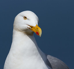 Image showing A close-up of a seagull