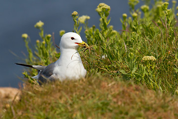 Image showing Seagull building a nest