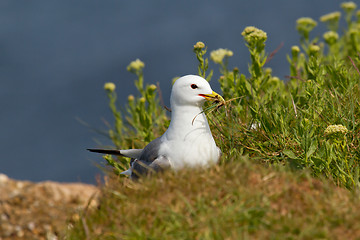 Image showing Seagull building a nest