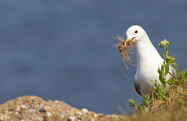 Image showing Seagull building a nest