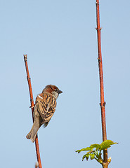 Image showing A sparrow