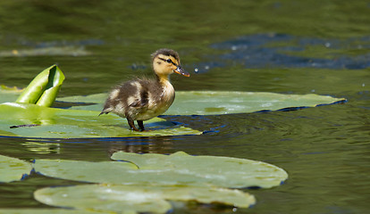 Image showing A small duck on a leaf