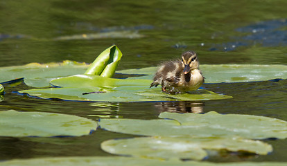 Image showing A small duck on a leaf