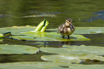 Image showing A small duck on a leaf