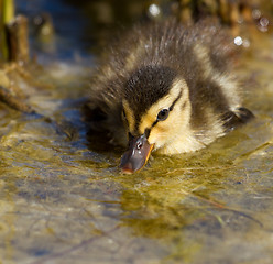 Image showing A small duck in the water 