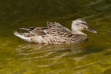 Image showing A wild duck