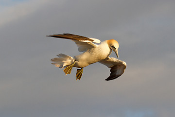 Image showing A gannet is flying