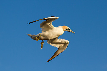 Image showing A gannet is flying