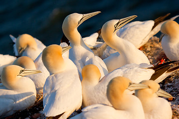 Image showing A group of gannets 