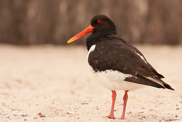 Image showing An oystercatcher