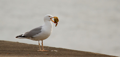 Image showing A seagull is eating crab