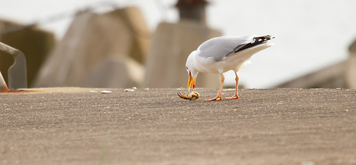 Image showing A seagull is eating crab