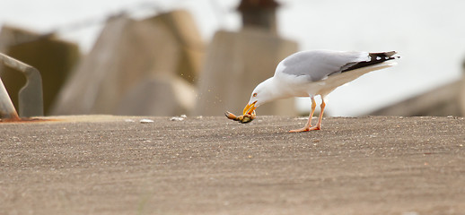 Image showing A seagull is eating crab