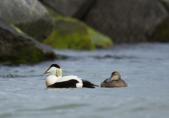 Image showing A pair of common eiders 