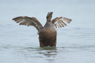 Image showing A common eider 