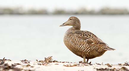 Image showing A common eider