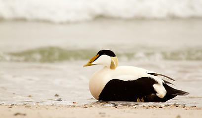 Image showing A common eider