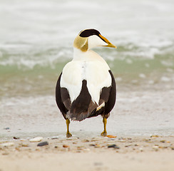 Image showing A common eider