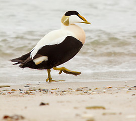 Image showing A common eider