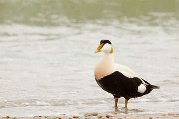 Image showing A common eider