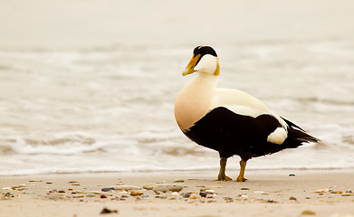 Image showing A common eider