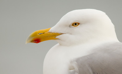 Image showing A Herring Gull