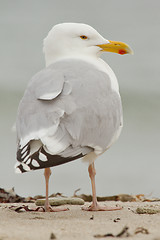 Image showing A Herring Gull