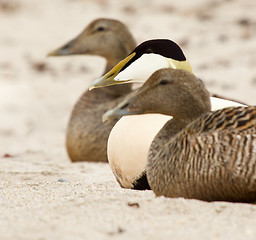 Image showing Three common eiders