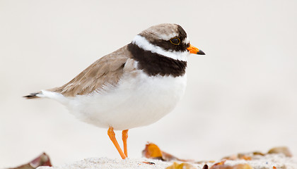 Image showing A ringed plover