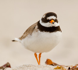 Image showing A ringed plover