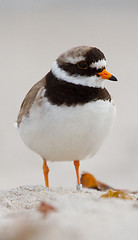 Image showing A ringed plover