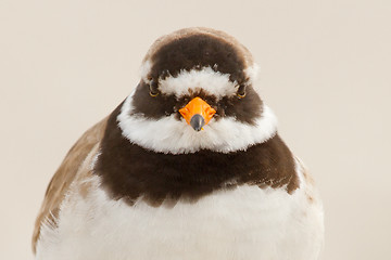 Image showing A ringed plover