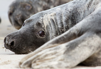 Image showing A grey seal