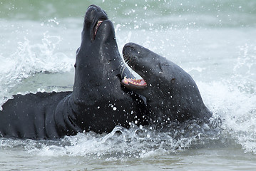 Image showing Two fighting grey seals