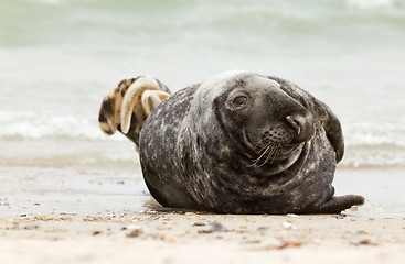 Image showing A grey seal