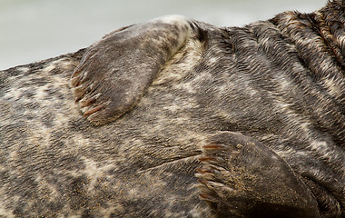 Image showing A grey seal